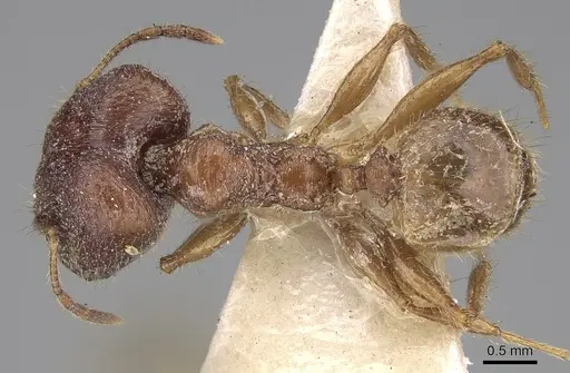Pheidole peguensis specimen