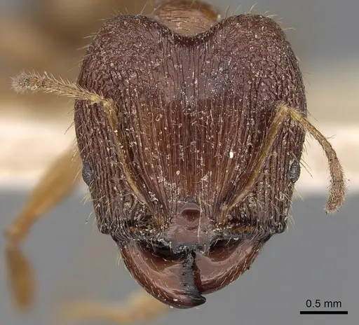 Pheidole peguensis specimen