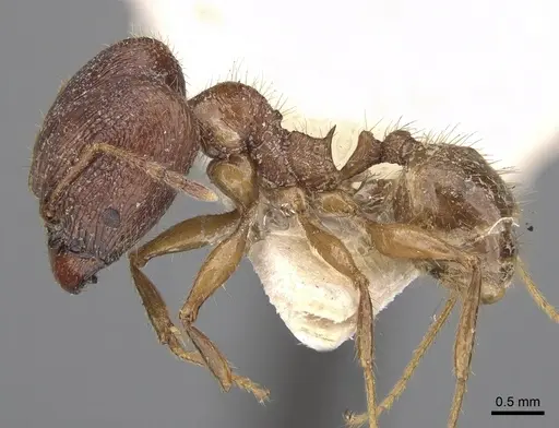 Pheidole peguensis specimen