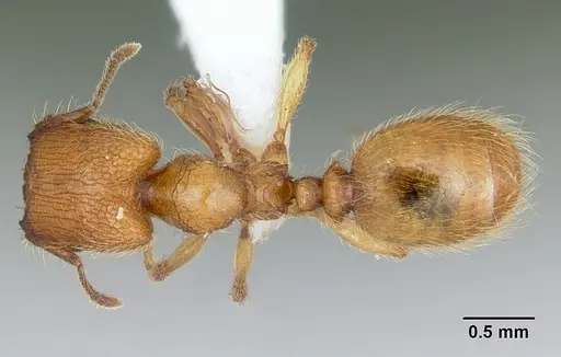 Pheidole pelor specimen