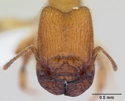 Pheidole pelor specimen