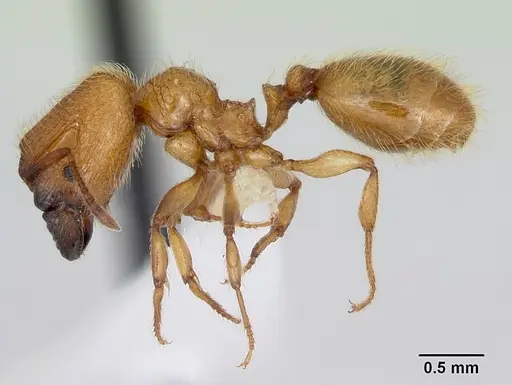 Pheidole pelor specimen