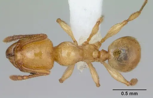 Pheidole pelor - CASENT0103410