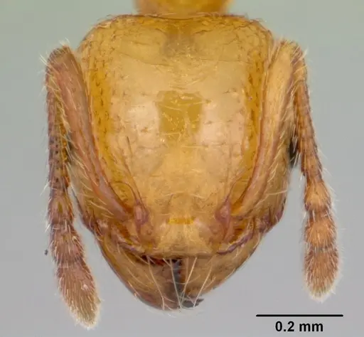 Pheidole pelor - CASENT0103410