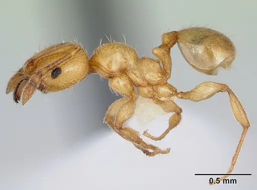 Pheidole pelor - CASENT0103410