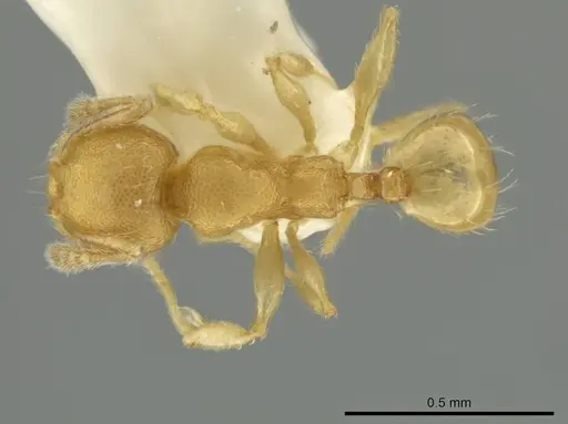 Pheidole peltastes specimen