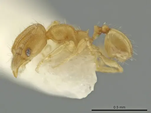 Pheidole peltastes specimen