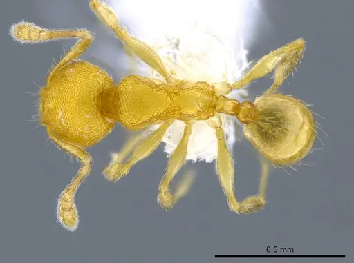 Pheidole peltastes - CASENT0650615