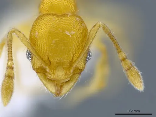 Pheidole peltastes - CASENT0650615