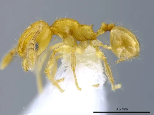 Pheidole peltastes - CASENT0650615