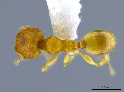 Pheidole peltastes - CASENT0650616