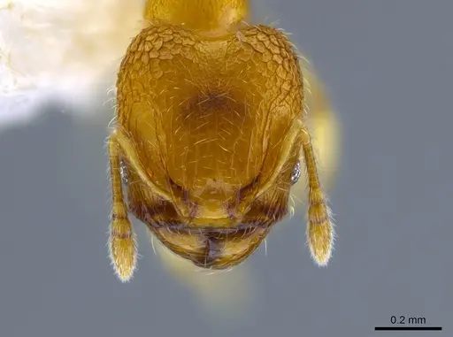 Pheidole peltastes - CASENT0650616