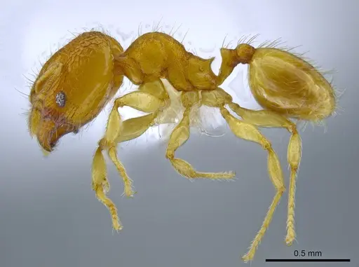 Pheidole peltastes - CASENT0650616