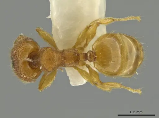 Pheidole peltastes - JTLC000016484