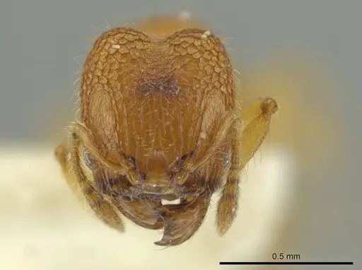 Pheidole peltastes - JTLC000016484