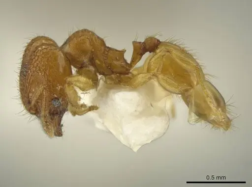Pheidole peltastes - JTLC000016484
