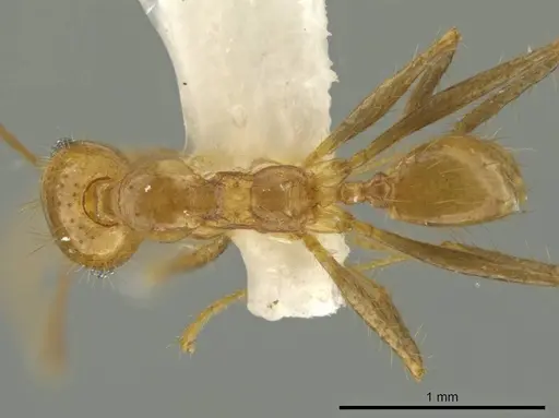 Pheidole pepo specimen