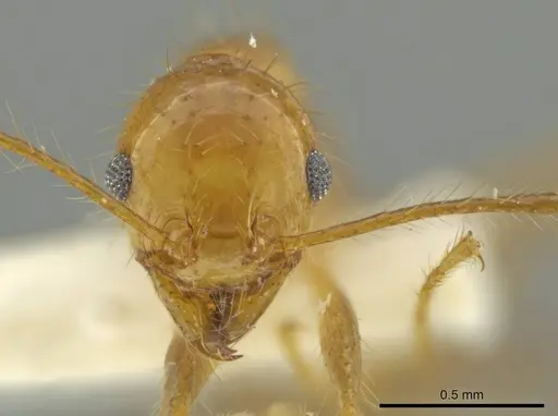Pheidole pepo specimen