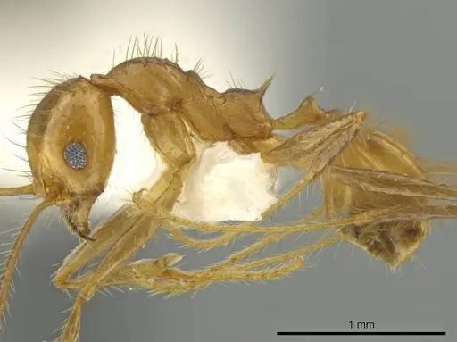 Pheidole pepo specimen