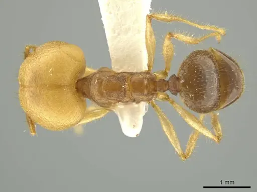 Pheidole pepo - JTLC000016486