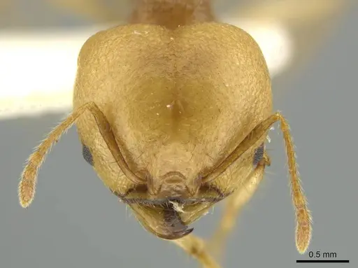 Pheidole pepo - JTLC000016486