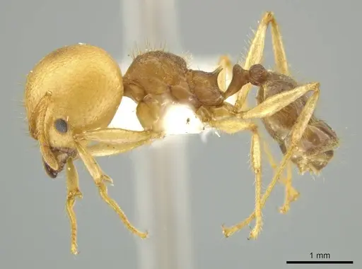 Pheidole pepo - JTLC000016486