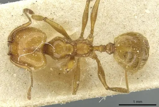 Pheidole peregrina specimen