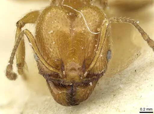 Pheidole peregrina specimen