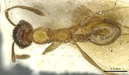 Pheidole peregrina - CASENT0913340