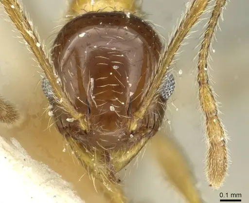 Pheidole peregrina - CASENT0913340