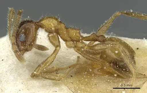 Pheidole peregrina - CASENT0913340