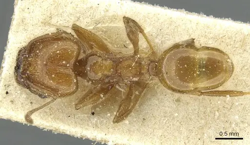Pheidole peregrina - CASENT0913341