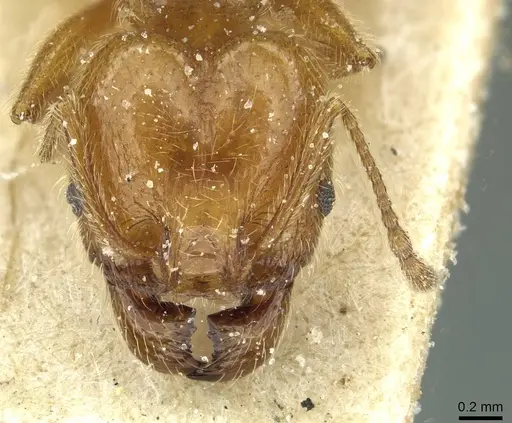 Pheidole peregrina - CASENT0913341