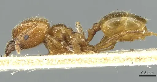 Pheidole peregrina - CASENT0913341