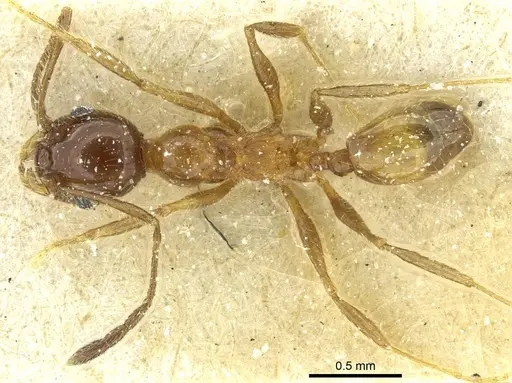 Pheidole peregrina - CASENT0913342