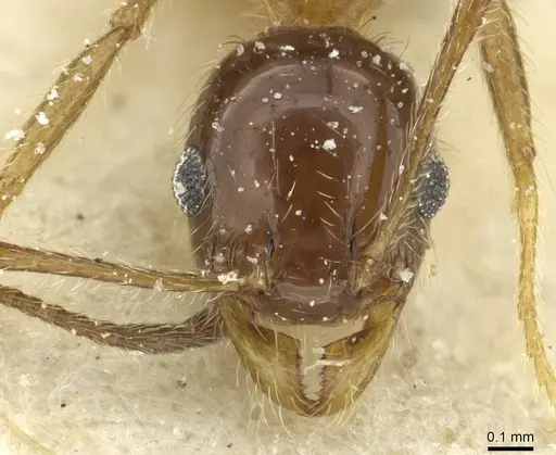 Pheidole peregrina - CASENT0913342