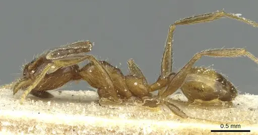 Pheidole peregrina - CASENT0913342