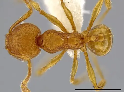 Pheidole perissothrix specimen
