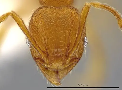 Pheidole perissothrix specimen