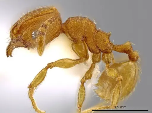 Pheidole perissothrix specimen