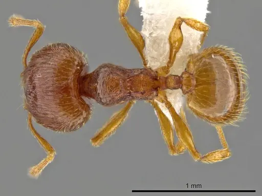 Pheidole perissothrix - CASENT0611573