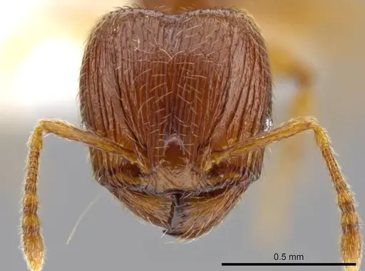 Pheidole perissothrix - CASENT0611573