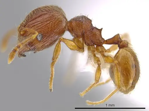 Pheidole perissothrix - CASENT0611573