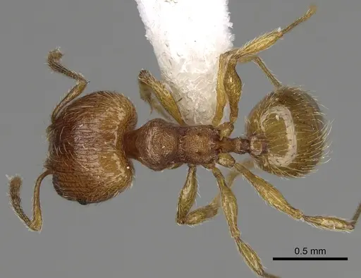 Pheidole perissothrix - CASENT0611574