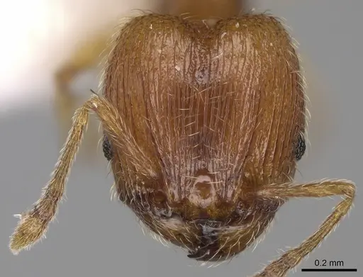 Pheidole perissothrix - CASENT0611574