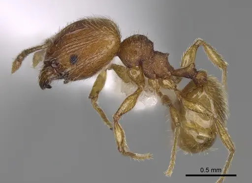 Pheidole perissothrix - CASENT0611574