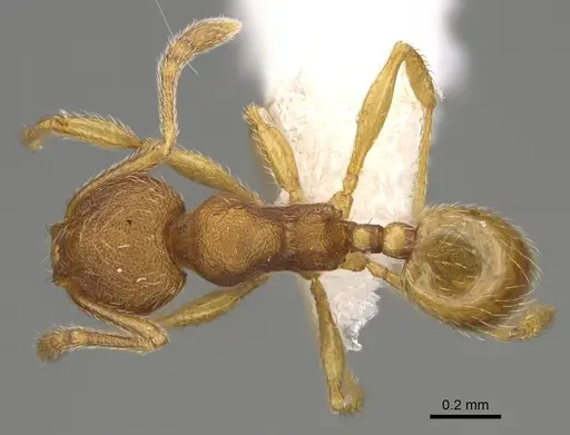 Pheidole perissothrix - CASENT0611576