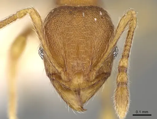 Pheidole perissothrix - CASENT0611576