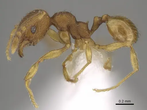 Pheidole perissothrix - CASENT0611576