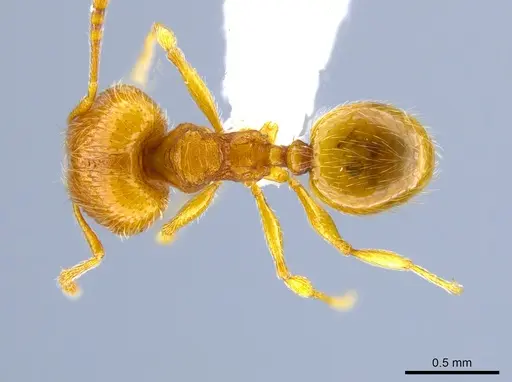 Pheidole perissothrix - CASENT0618005